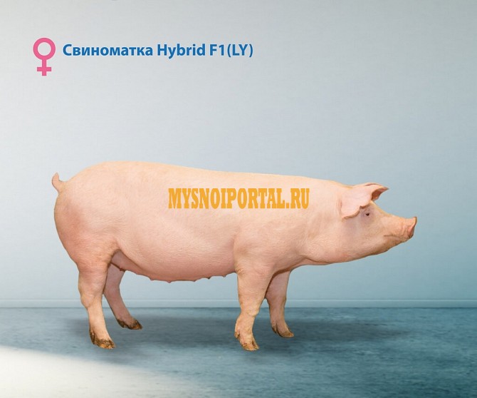 Продаю Поросята свиноматка , породы Гибридная свинка F1 I (беконная) на выращивание в Липецке Липецк - изображение 1