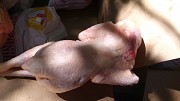 Продаю Куриные Тушки ГОСТ н/к, зам,  в Омске  Омск