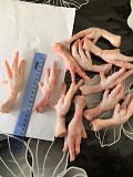 Продаю Лапы/Ноги куриные зам, от 1 тонны в Омске  Омск