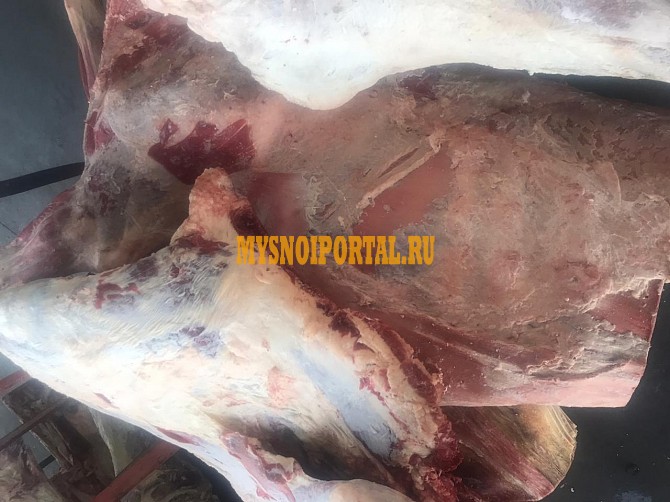 Продаю Четверти говяжьи РФ, ГОСТ, ТУ, н/к, зам, в Ижевске Ижевск - изображение 1