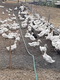 Утки живым весом Целина