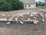 Утки живым весом Целина