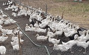Утки живым весом Целина