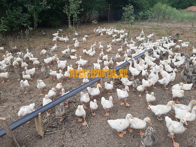 Утки живым весом Целина - изображение 1