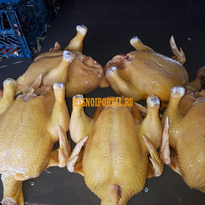 Куриные Тушки ГОСТ н/к, охл, в Воронеже Воронеж - изображение 1