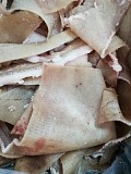 Продаю Шкура свиные , зам, от 100 кг  в Воронеже  доставка из г.Воронеж