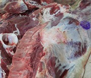 Продаю Туши говяжьи РФ, ГОСТ, Халяль, blak angus, н/к,  охл,в Кольчугино  доставка из г.Кольчугино