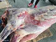 Продаю Полутуши Говяжьи  ГОСТ, HEREFORD, н/к,  зам, в Улан-Удэ  доставка из г.Улан-Удэ