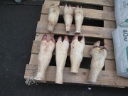Продаю Рубец говяжий зам от 100 кг  в Воронеже  Воронеж