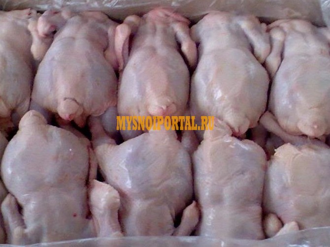 Куплю Куриные Тушки н/к, Охл/Зам, в Брянске Брянск - изображение 1