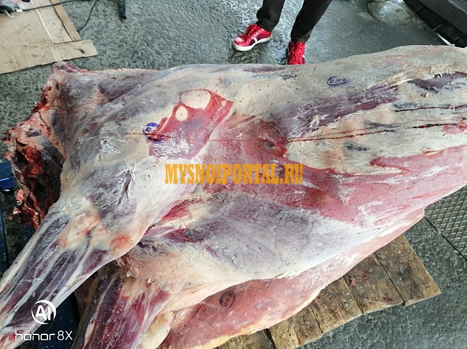 Продаю Полутуши Говяжьи РФ, ГОСТ, HEREFORD, н/к, зам, в Перми Пермь - изображение 1