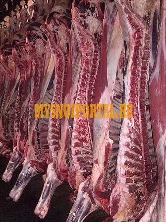 Продаю Полутуши Говяжьи РФ, ГОСТ, н/к, Охл/Зам, в Кулунде Кулунда - изображение 1
