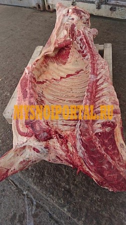 Продаю Полутуши Говяжьи РФ, ГОСТ, н/к, зам, в Казани Казань - изображение 1