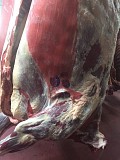 Продаю Полутуши Говяжьи Белларусия, ГОСТ, н/к,  зам,в Слуцке  Слуцк