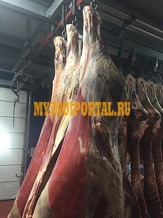 Продаю Полутуши Говяжьи Белларусия, ГОСТ, н/к, зам, в Слуцке Слуцк - изображение 1