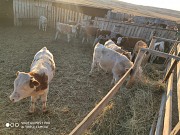 Продаем: Быки порода симментальская для откорма в Баймаке  доставка из г.Баймак