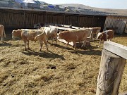 Продаем: Быки порода симментальская для откорма в Баймаке  доставка из г.Баймак