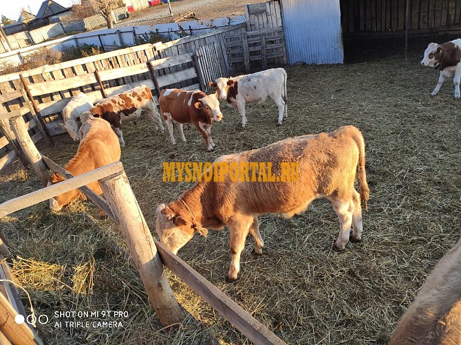 Продаем: Быки порода симментальская для откорма в Баймаке Баймак - изображение 1