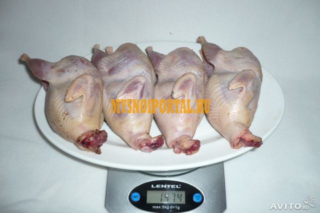 Продажа: Мясо перепелов ТУ, н/к, Охл/Зам, в Москве Москва - изображение 1