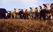 Продаем: Быки порода симментальская на откорм в Баймаке доставка из г.Баймак
