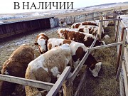 Продаем: Быки порода симментальская на откорм в Баймаке доставка из г.Баймак
