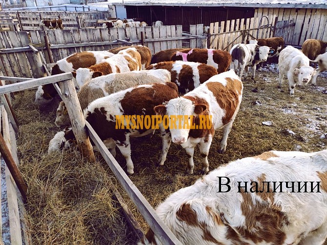 Продаем: Быки порода симментальская на откорм в Баймаке Баймак - изображение 1