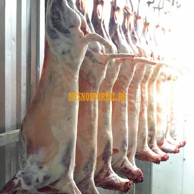 Продажа: Туши Бараньи (Ягнятины) Меринос , н/к, Охл/Зам, в Москве Москва - изображение 1