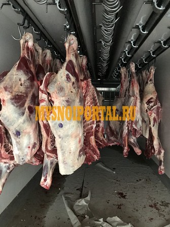 Продаю Полутуши Говяжьи РФ, ГОСТ, Халяль, н/к, Охл/Зам, в Москве Москва - изображение 1