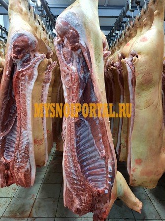 Продаю Полутуши Свиные Сантарин., н/к, Охл/Зам, категория - II (мясная – молодняк) в Москве Москва - изображение 1