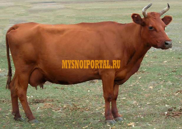 Куплю Коровы, на выращивание в Гомеле Гомель - изображение 1