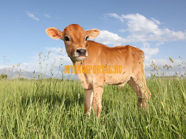 Куплю Телята, бычки на откорм в Могилеве Могилев - изображение 1