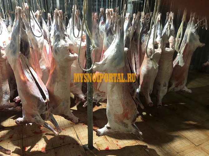 Куплю Туши Бараньи (Ягнятины) , н/к, охл, в Москве Москва - изображение 1