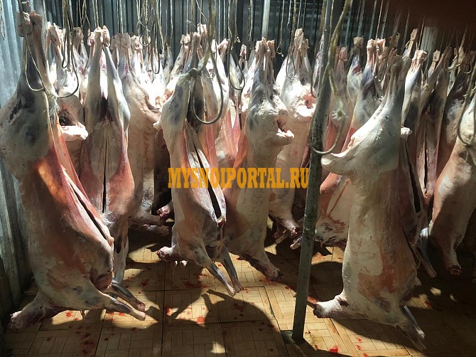 Продажа: Туши Бараньи (Ягнятины) , н/к, Охл/Зам, в Москве Москва - изображение 1