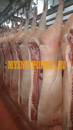 Продаю Полутуши Свиные н/к, Охл/Зам, категория - I (беконная), II (мясная – молодняк) в Москве Москва - изображение 1