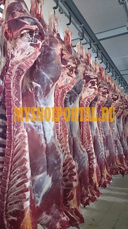 Продаю Полутуши Говяжьи ГОСТ, ТУ, н/к, Охл/Зам, в Краснодаре Краснодар - изображение 1