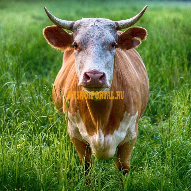 Продаю Полутуши Говяжьи ГОСТ, н/к, зам, в Барнауле Барнаул - изображение 1