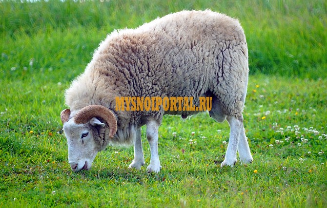 Продажа: Туши Бараньи (Ягнятины) , н/к, охл, в Медыни Медынь - изображение 1