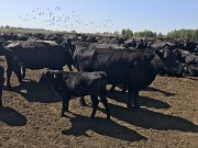 Продаем: Быки порода Абердин Ангусская на племя в Нововоронеже Нововоронеж
