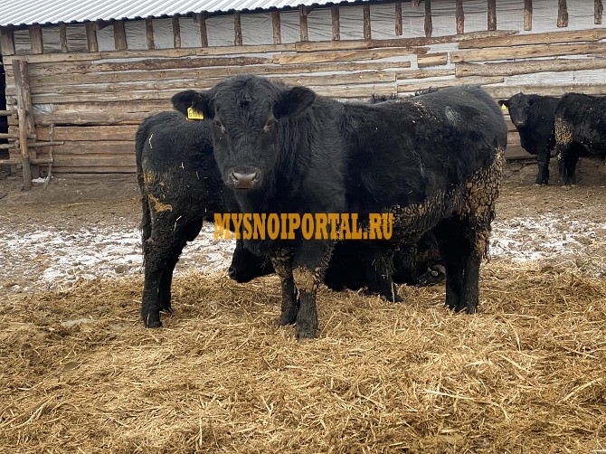 Продаем: Быки порода Абердин Ангусская на племя в Нововоронеже Нововоронеж - изображение 1