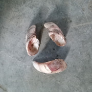 Куплю коготь (башмак) с копыта КРС Барнаул