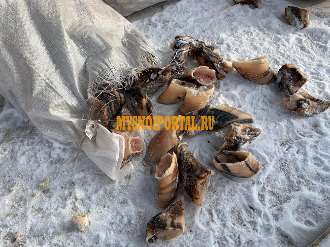 Куплю коготь (башмак) с копыта КРС Барнаул - изображение 1