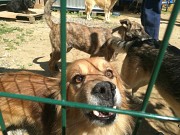  Куплю Мясо в ассортименте н/к,  Охл/Зам, в Гатчине  Гатчина