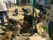  Куплю Мясо в ассортименте н/к,  Охл/Зам, в Гатчине  Гатчина