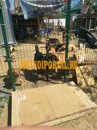 Куплю Мясо в ассортименте н/к, Охл/Зам, в Гатчине Гатчина - изображение 1