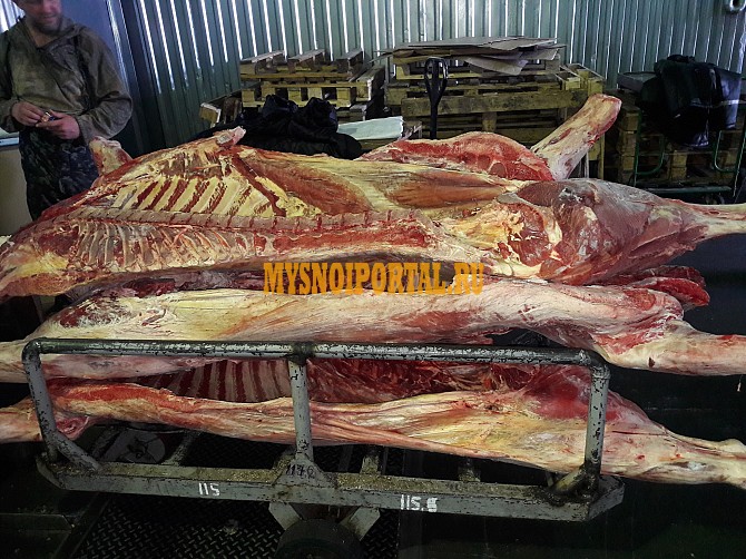 Полутуши Говяжьи коров, бычков ГОСТ, н/к, зам, в Барнауле Барнаул - изображение 1