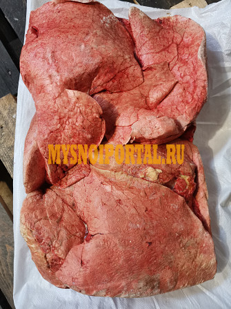 Продаю Легкое говяжье зам, от 20 кг в Барнауле Барнаул - изображение 1