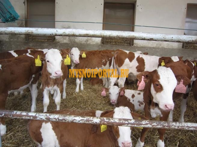 Продаем: Телята телочки породы чёрно-пёстрая на выращивание в Набережных Челнах Набережные Челны - изображение 1