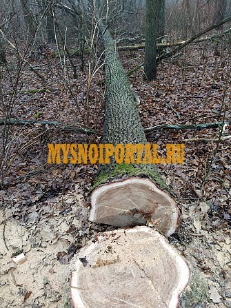 Дуб кругляк Брянск - изображение 1