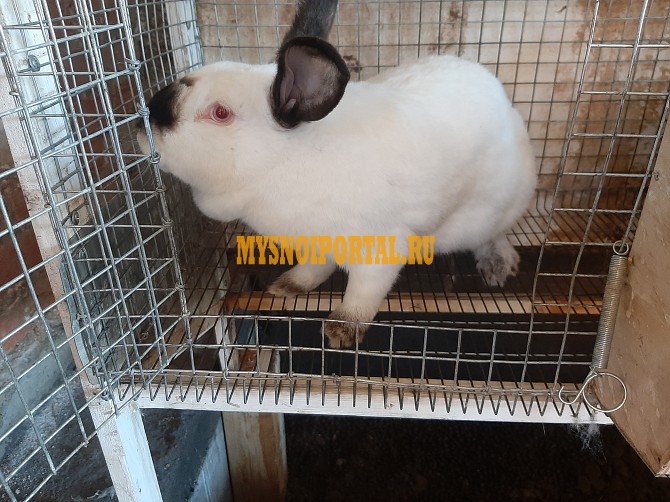 Продажа: Мясо кролика в ассортименте ГОСТ, н/к, Охл/Зам, в Раменском Раменское - изображение 1