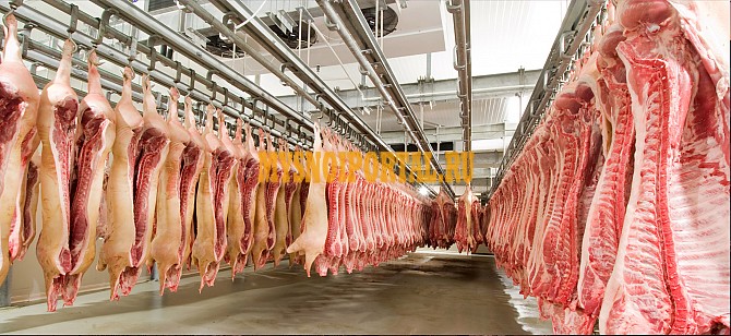 Продаю Полутуши Свиные н/к, охл, категория - I (беконная) в Буинске Буинск - изображение 1